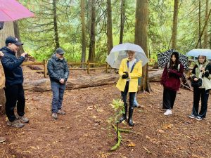Guided Forest Therapy Walk
